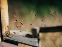 Giornata mondiale della biodiversità: api, specie bandiera