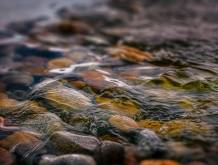 Pfas, nel sangue degli europei: l’allerta di Guarda (Avs)