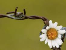 “Non possiamo tacere, non restiamo a guardare”: appello per la pace del Comitato nazionale delle Settimane sociali