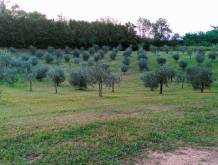 Olio di oliva del Montello: ritorno a una coltura antica