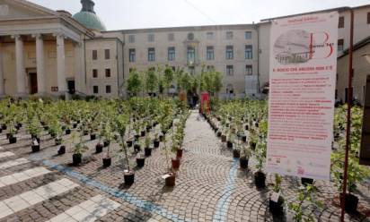 Festival biblico, un bosco da coltivare
