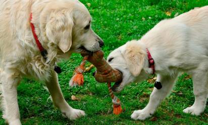 La legge Brambilla a tutela degli esseri animali