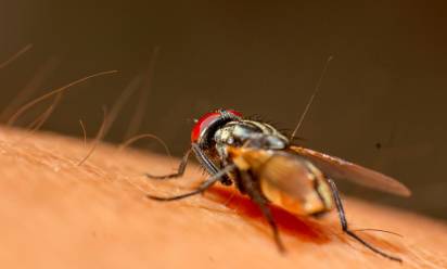 West Nile, non è emergenza