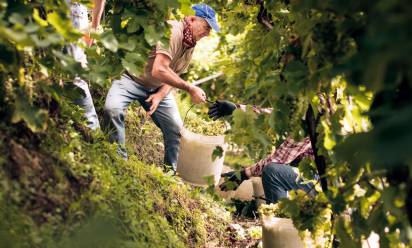 Primo bilancio della vendemmia 2025: i dazi turbano il mercato