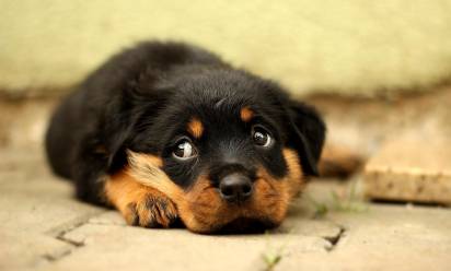 Animali in condominio: quali sono i limiti?