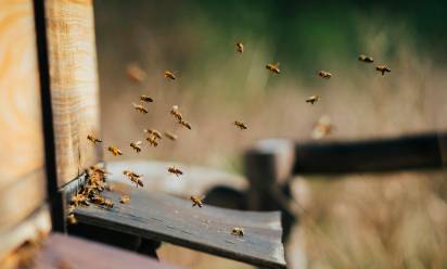 Giornata mondiale della biodiversità: api, specie bandiera
