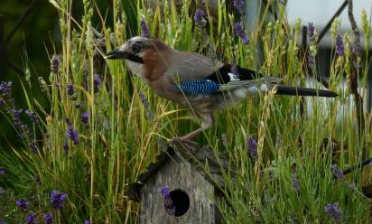 Via al concorso fotografico “Il mio giardino biodiverso” di Legambiente - Edizione 2026