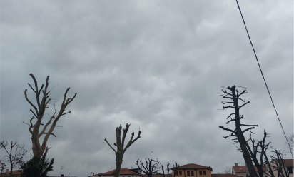 Alberi capitozzati (foto di Legambiente Treviso)