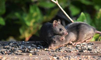 Hantavirus, Ulss 6 Euganea: “sorveglianza attiva su contatto a basso rischio”