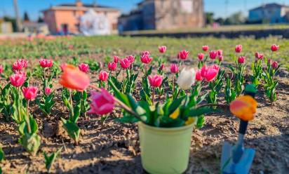 I tulipani e la forza della vita a Sant’Andrea di Barbarana