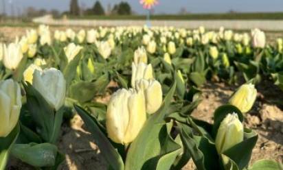 Sant'Andrea di Barbarana: un &quot;sole&quot; di 36 mila tulipani in memoria di Michela