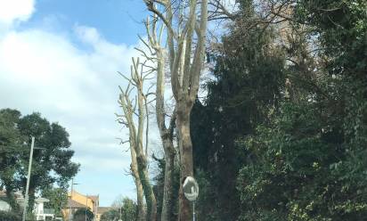 Ferite al verde pubblico: pioggia di segnalazioni