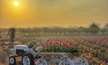 Villorba, Nonno Andrea: dal 21 marzo la raccolta dei tulipani