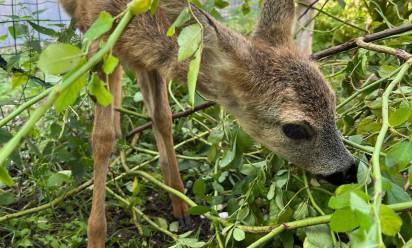 Centro recupero fauna selvatica: nel Trevigiano soccorsi 2.091 esemplari