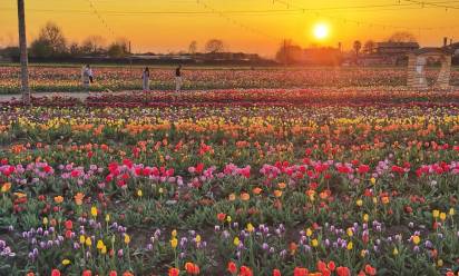 Da metà marzo tornano i campi di tulipani nell’azienda agricola Nonno Andrea