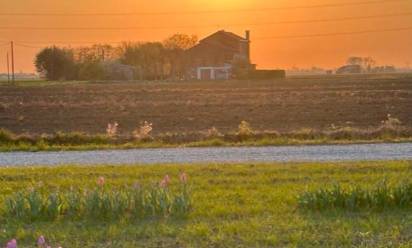 Il campo di tulipani in ricordo di Michela si è spostato da Sant’Andrea a Zenson di Piave, nell’azienda agricola Villa Rosa