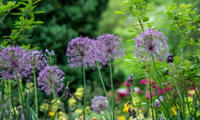 Legambiente: concorso “Il mio giardino biodiverso”
