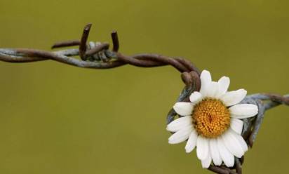 “Non possiamo tacere, non restiamo a guardare”: appello per la pace del Comitato nazionale delle Settimane sociali
