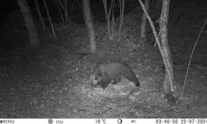 Avvistato un orso sul massiccio del Grappa