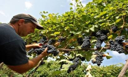 Vendemmia: in Veneto le premesse per una buona annata